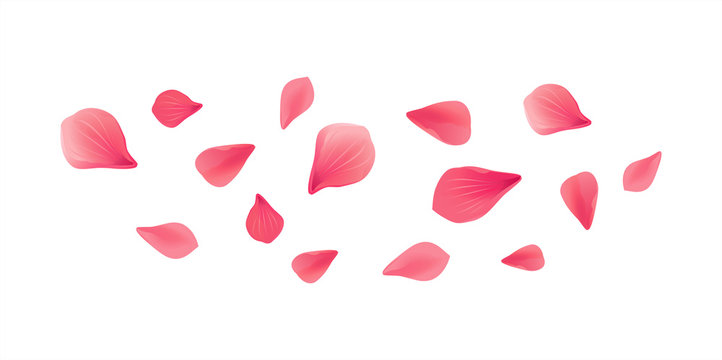 Pink Red flying petals isolated on white background. Sakura Roses petals. Vector