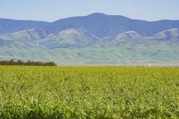 Green vineyard near Carrizo Plain