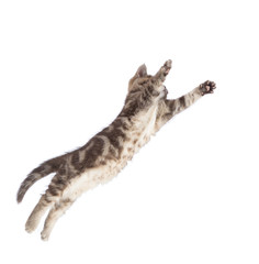 Naklejka premium Flying or jumping cat kitten isolated on white