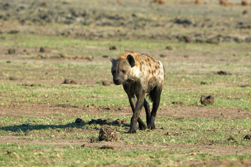 Walking hyena in Chobe National Park