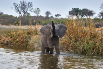 Elephant in the Kwando River