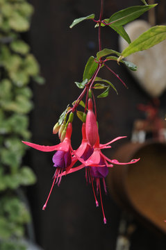 fuchsie