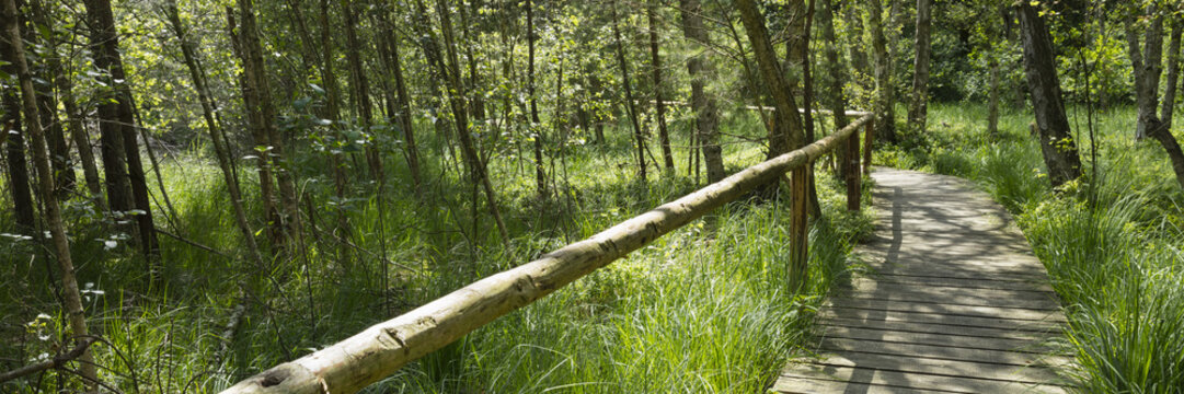 Holzsteg, Morrgebiet, Nationalpark M&uuml;ritz, Mecklenburgische Seenplatte, Mecklenburg Vorpommern, Deutschland