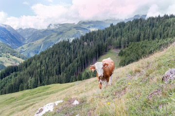Fototapeta na wymiar Cows with cowbell in Alps