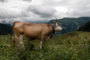 Fototapeta na wymiar Cows with cowbell in Alps