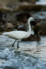 Little Egret, Heron, Egretta Garzetta