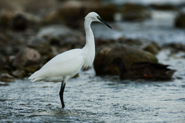 Little Egret, Heron, Egretta Garzetta