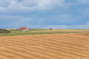 Fototapeta na wymiar Striped golden harvested field under summer clouds, 