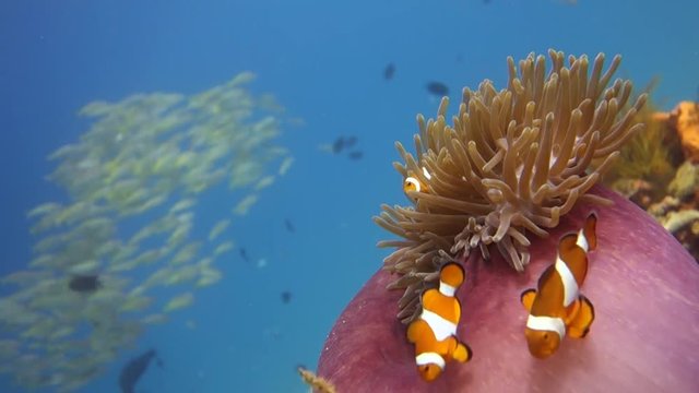 clown fish with yellow snappers 2