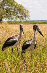 Two juvenile Jabiru in Kakadu National Park, Australia