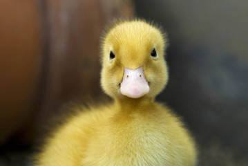 Pulcino di papera