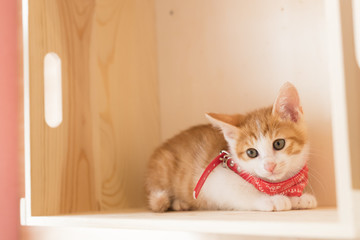 猫_子猫