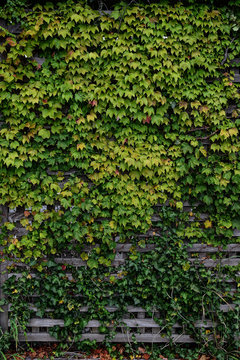 葉っぱの壁