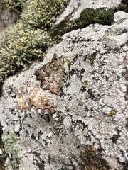 Papillon Sylvandre, Hipparchia fagi, Le rocher de Brion, vallées de l'Eyrieux, Ardèche, France