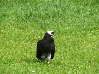 Bird on the grass