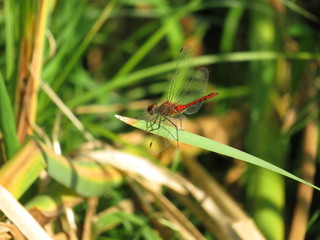 Red dragonfly on blade of grass