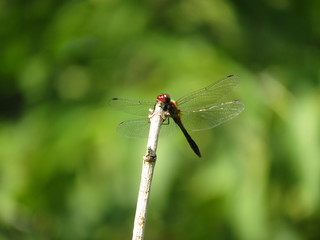 Red dragonfly on green background