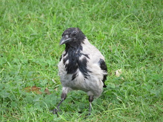 Grey crow on the grass