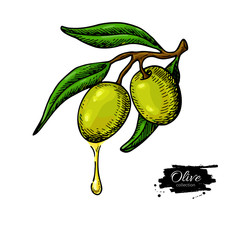 Olive branch with a drop of olive oil vector illustration. Hand drawn plant in vintage style.