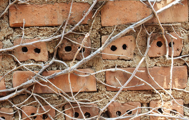 Branches on the wall