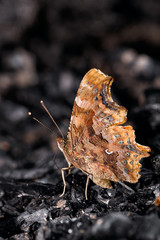 Comma Butterfly Polygonia c-album