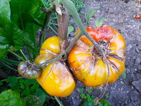 Die Braunf&auml;ule - eine h&auml;ufige Krankheit bei Tomaten, die zum Absterben der Pflanze und kompletten Ausfall der Ernte f&uuml;hrt. Verfaulte Fr&uuml;chte.