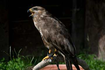 falcon, hawk
