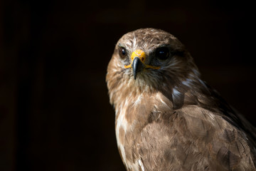 falcon, hawk

