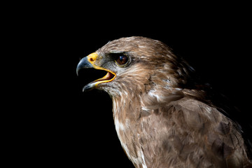 Kestrel
