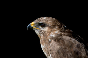 falcon, hawk
