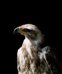 portrait of beautiful  eagle
