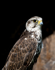 falcon, hawk
