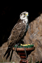 falcon, hawk
