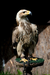 portrait of beautiful  eagle
