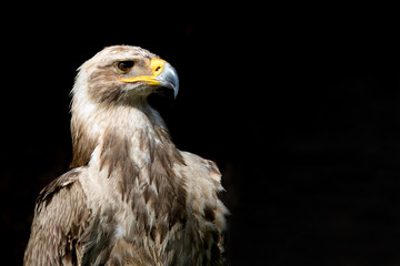 portrait of beautiful  eagle
