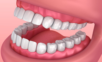 Mouth gum and teeth. Medically accurate tooth 3D illustration