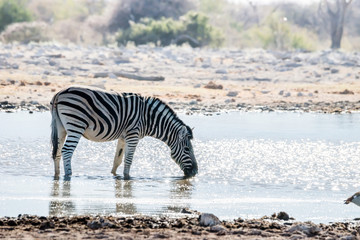 Fototapeta na wymiar Lone Burchell`s zebra standing in water and drinking at waterhole in the morning. Etosha national park, Namibia.