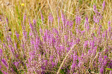 Fototapeta na wymiar Heather. Heart bouquet. Bouquet of heather on the background of nature.