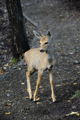 Baby spotted deer