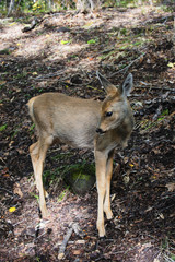 Baby spotted deer