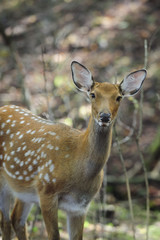 Female spotted deer