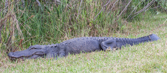 Huge American Alligator (Alligator mississippiensis), Everglades National Park, Florida