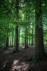 Obraz premium Las z bukami latem