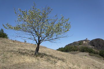 L'albero