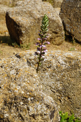 Agrigent, Sizilien, Tal der Tempel