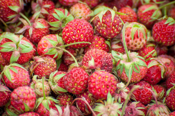 Background from freshly wild strawberries. Red texture.