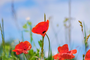 Floral background. Red poppies in green grass on a blurry background sky and of lush meadow