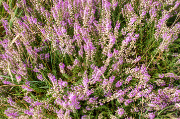 Heather. Heart bouquet. Bouquet of heather on the background of nature.