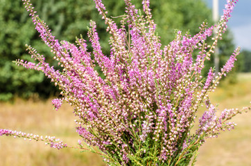 Heather. Heart bouquet. Bouquet of heather on the background of nature.