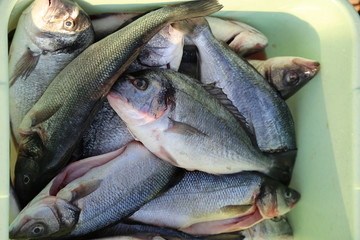 Fish processing / Fish processing outdoors. Detail.